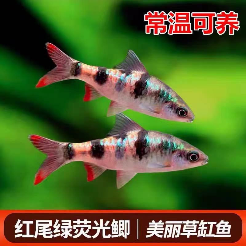 红尾绿荧光鲫小型热带原生群游观赏鱼鲤科活体鱼好养皮实耐活