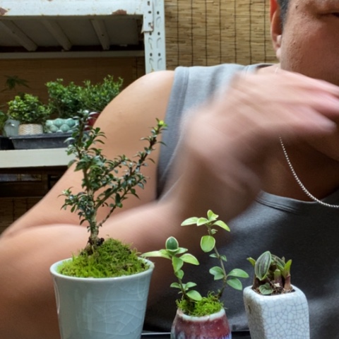 红陶一物一拍所见即所得220