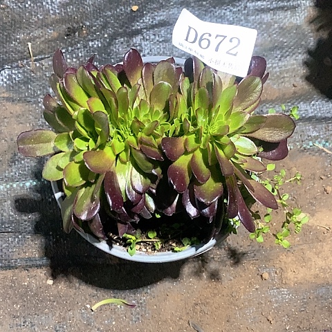 672欧紫缀化多肉