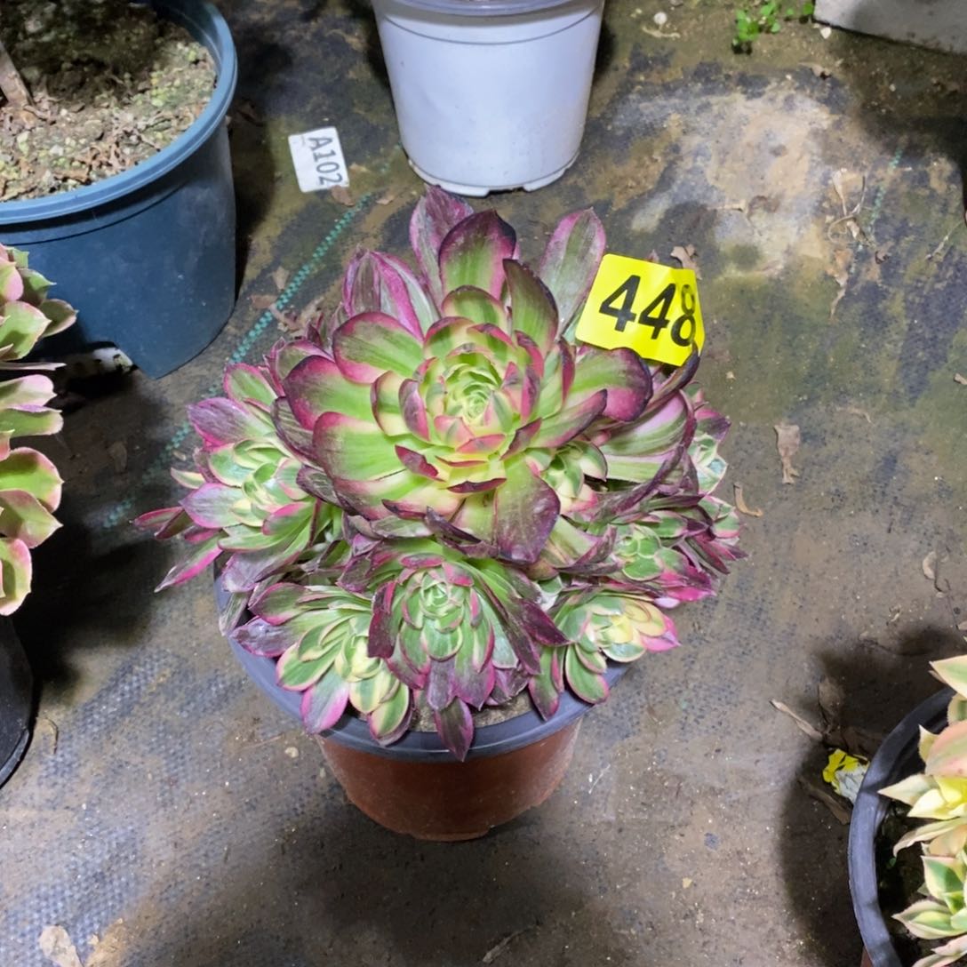 海王多肉法师448