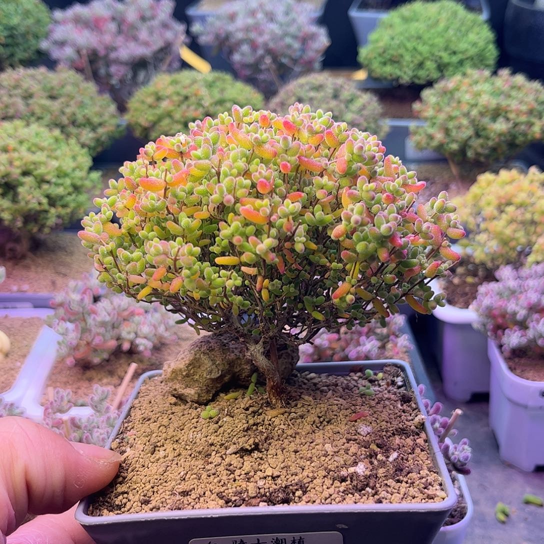 324蜜橘糖球枝干番杏