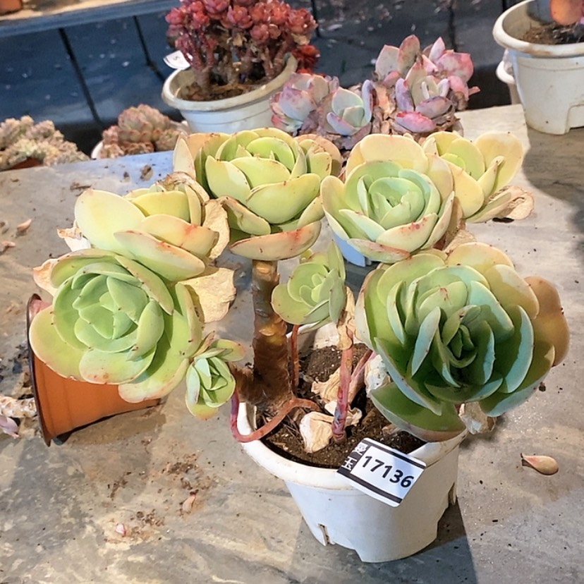 【闪购商品】碧桃17136