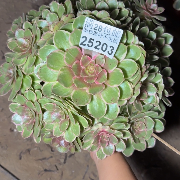 25203莲花不包断枝