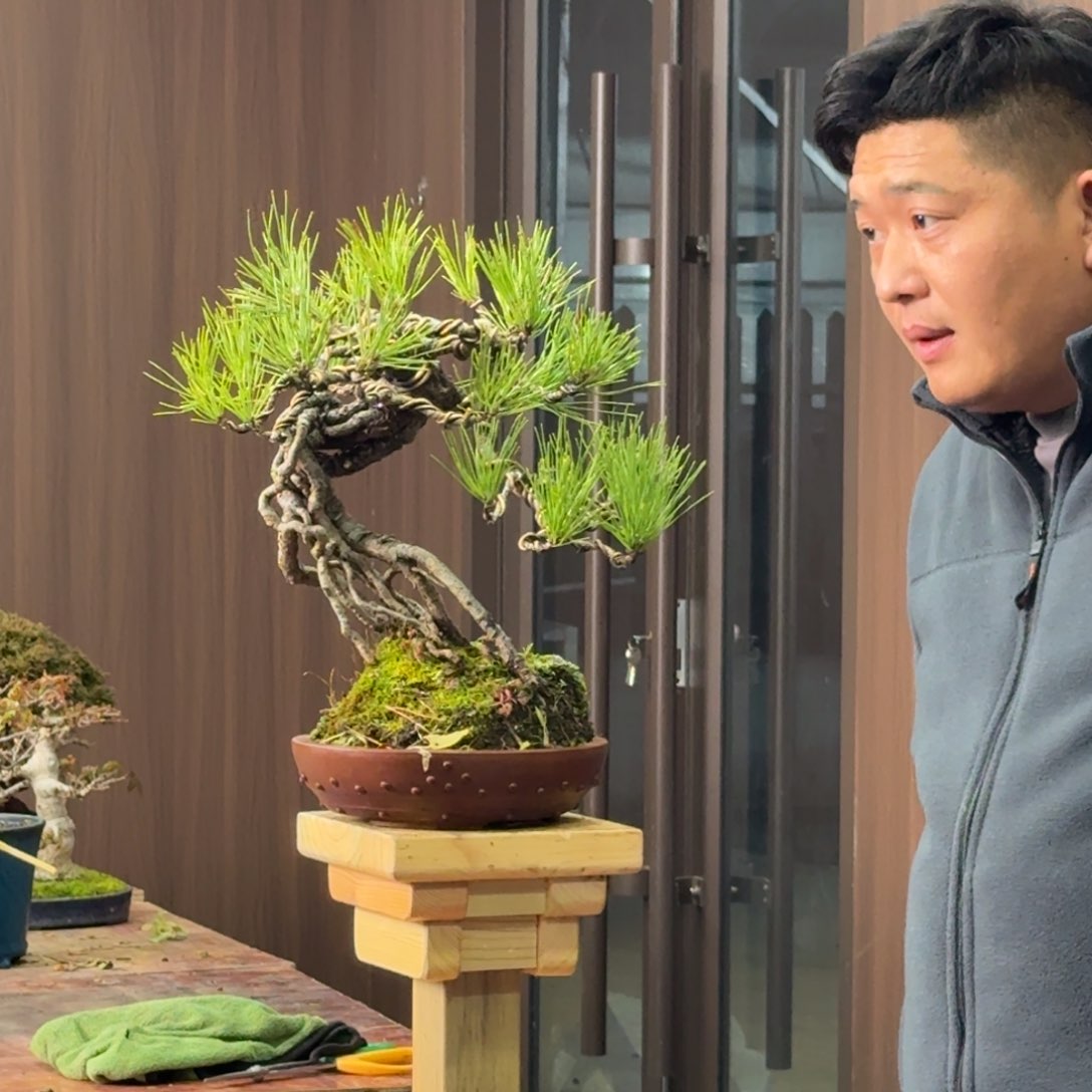 黑松一物一拍一个