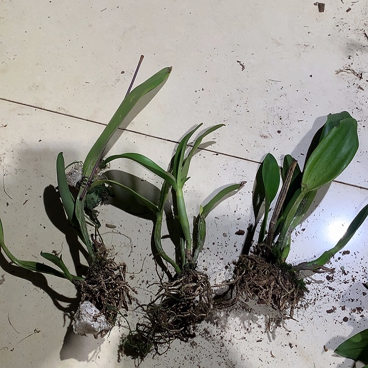 完全开放卡特兰大，中，小花各3苗裸根，终身保价