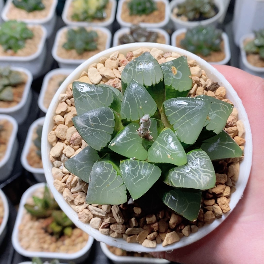 雅典娜母本玉露多肉