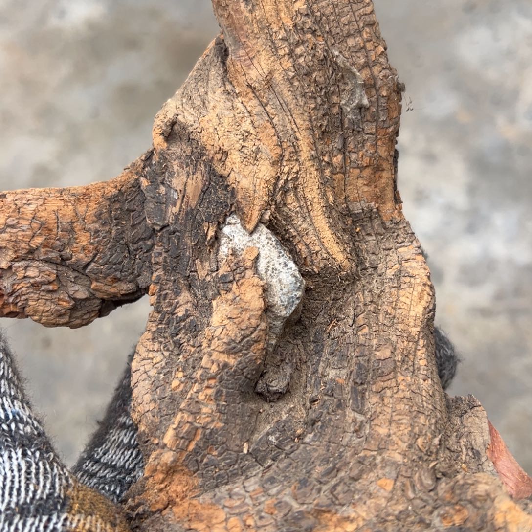 柏木（崖柏）太行黑油包石