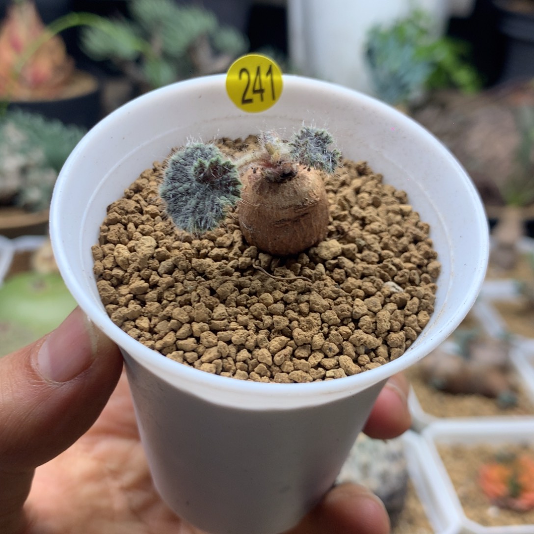 圆叶杨葵母本带盆241