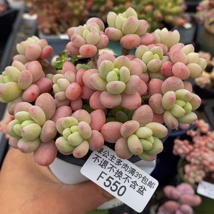 鱼子酱老桩有砍11cm550多肉植物