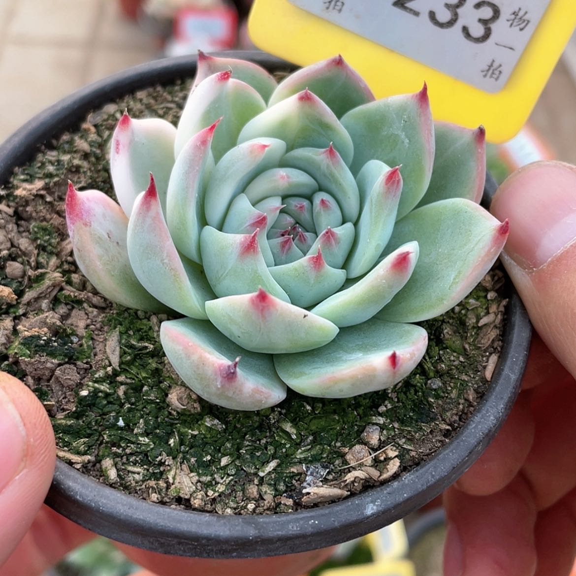 【闪购商品】1233号