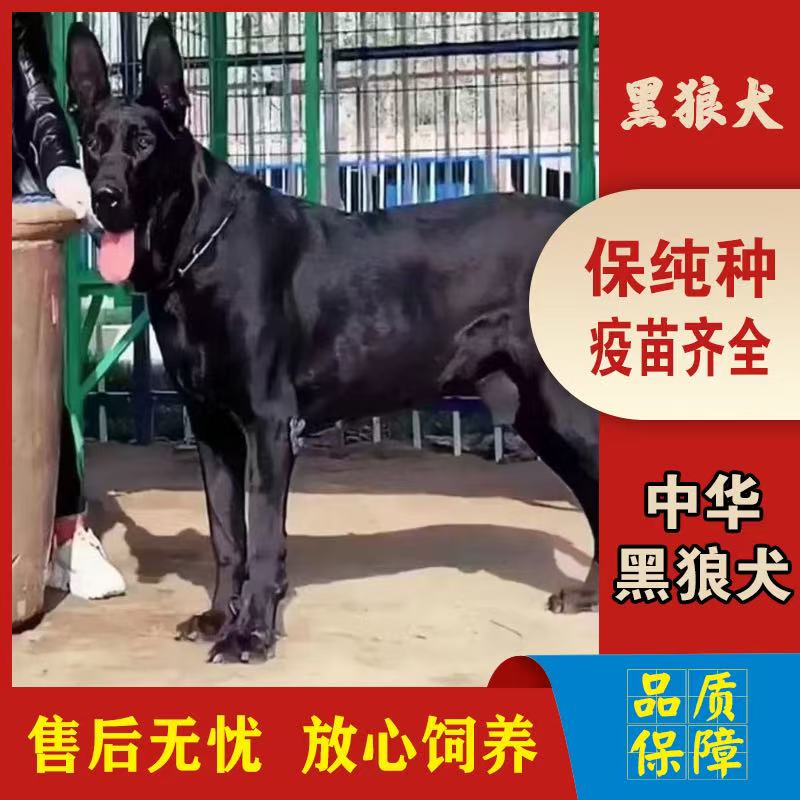 墨界黑狼犬幼犬出售狗狗纯种高级宠物大型护卫犬活体狗狗陪伴家庭