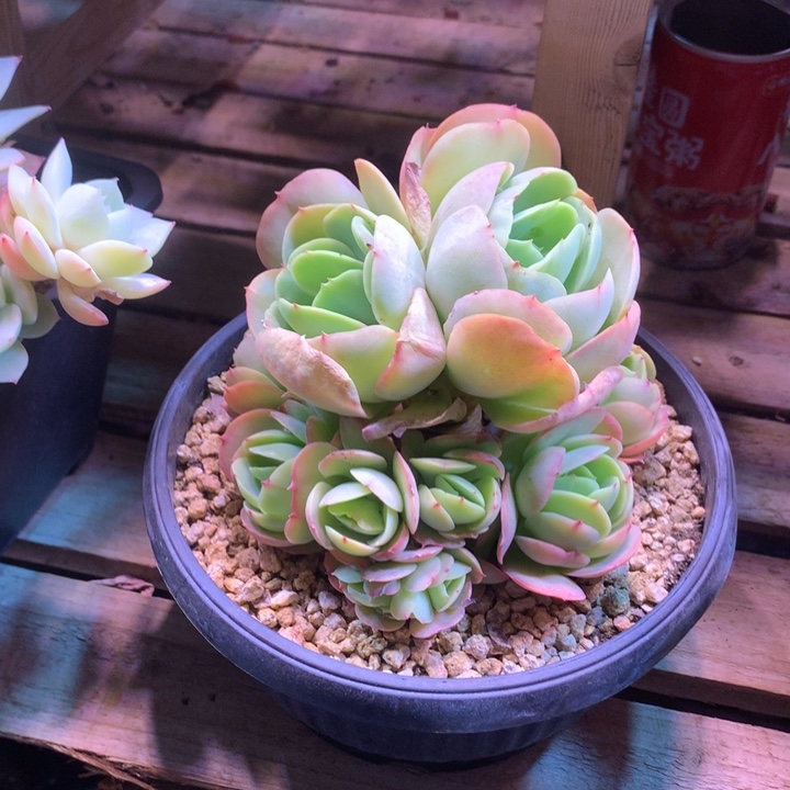 鸡蛋碧桃手捧chuyunvnv