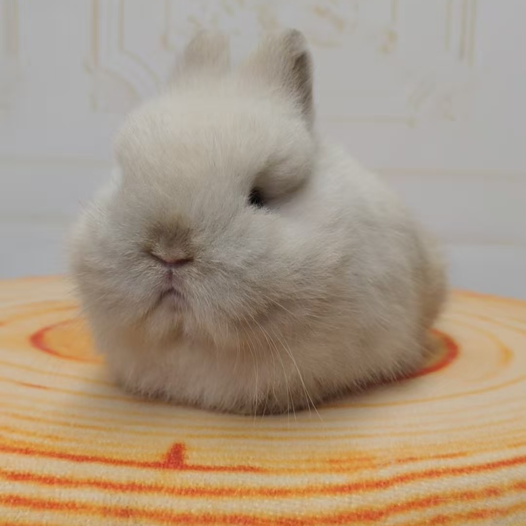 纯种盖脸道奇猫猫兔迷你小型侏儒兔兔子活体宠物兔直播间一物一拍