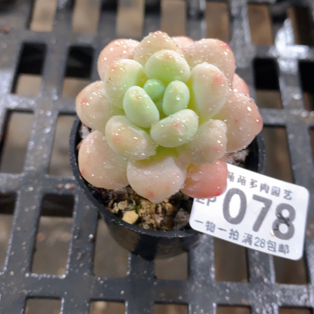 肉萌萌拇指盆精控多肉ZP078