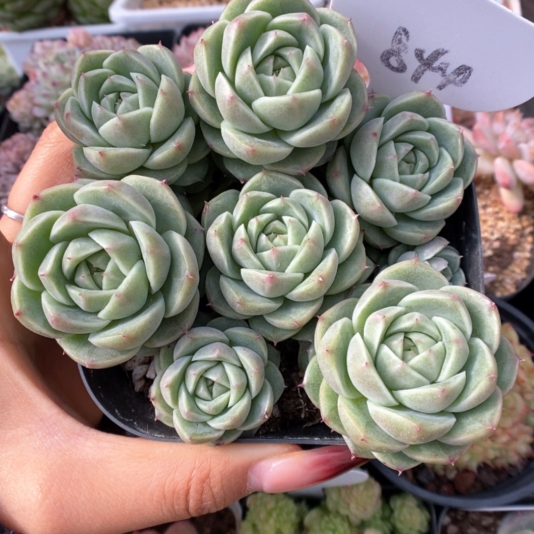 珍妮麦秆群生可拍844号。 