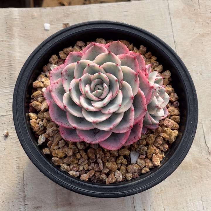 多肉柚子奶油黄桃锦