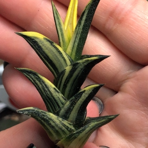 龙城锦哈哈哈哈哈哈哈哈