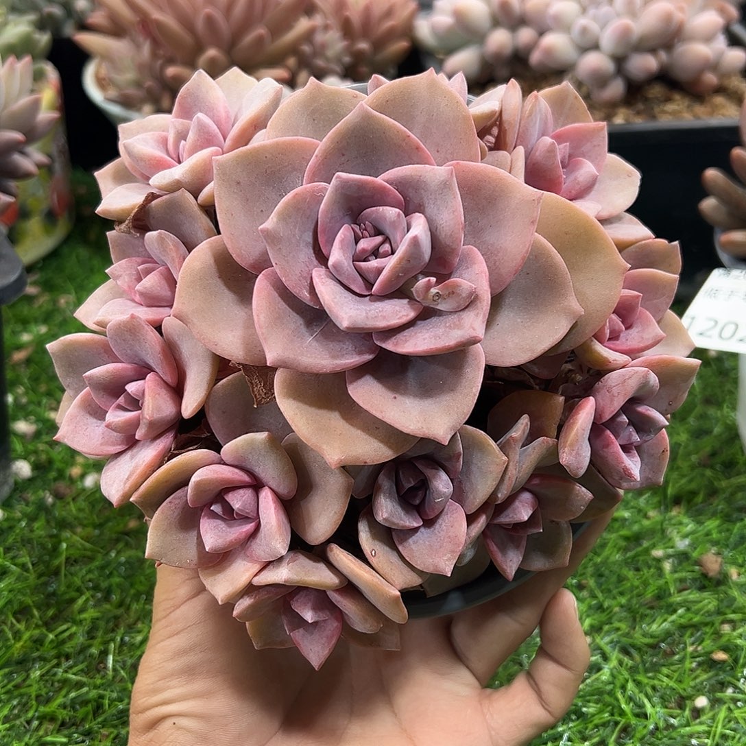 12025068 彩虹糖群生11头无砍