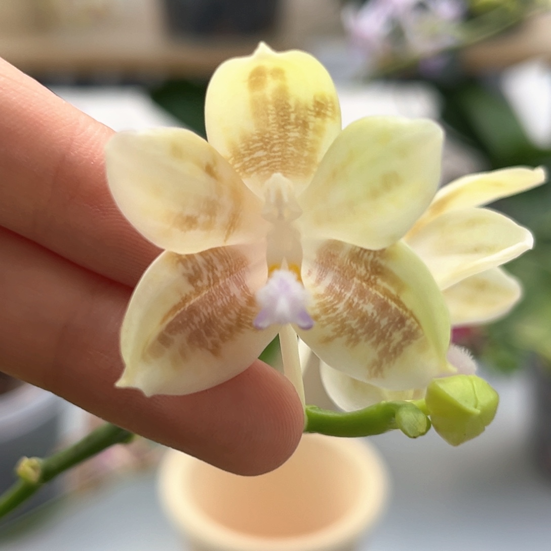 完全开放2.5寸蓝唇爪哇交蓝盾开花株