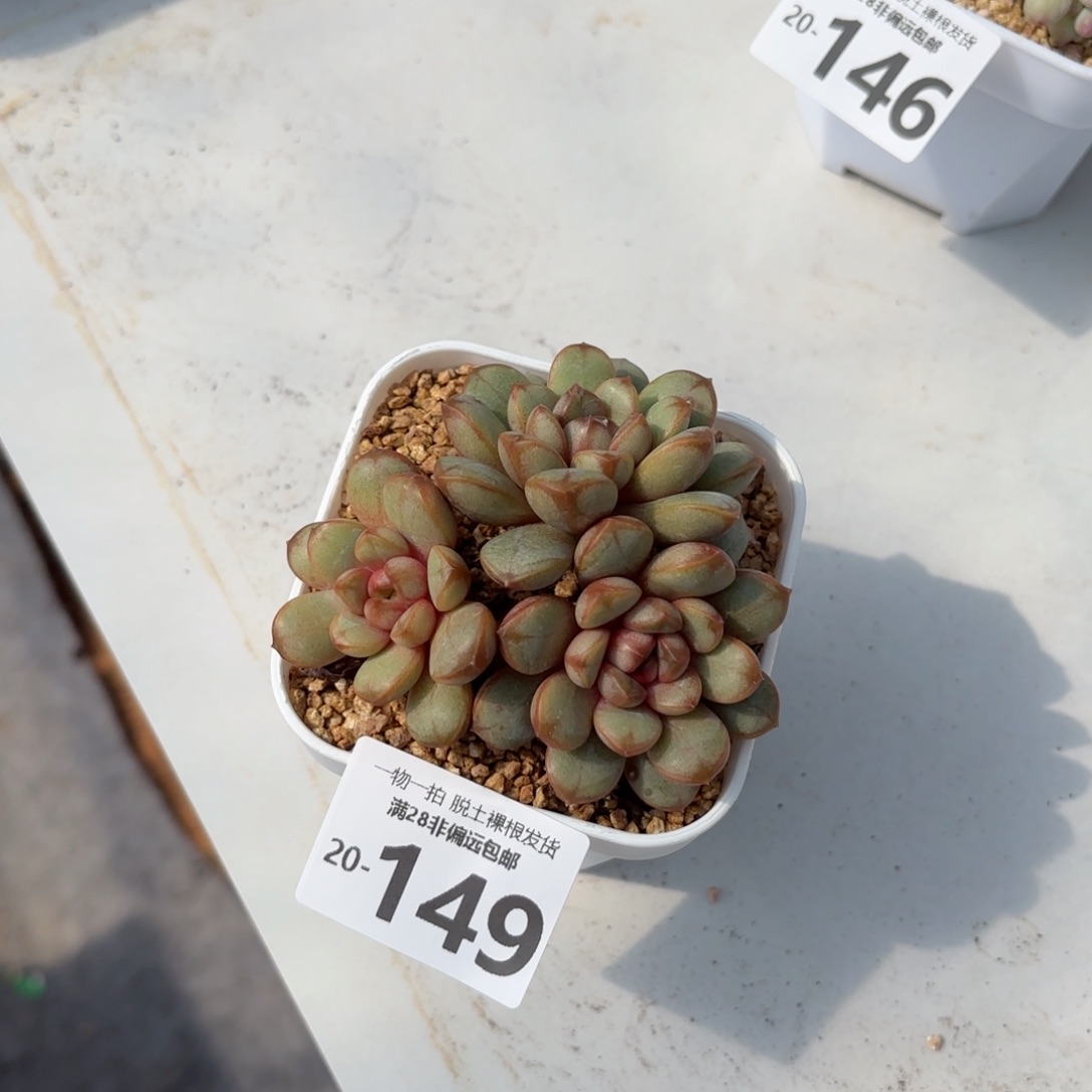 葡萄三头多肉多肉多肉