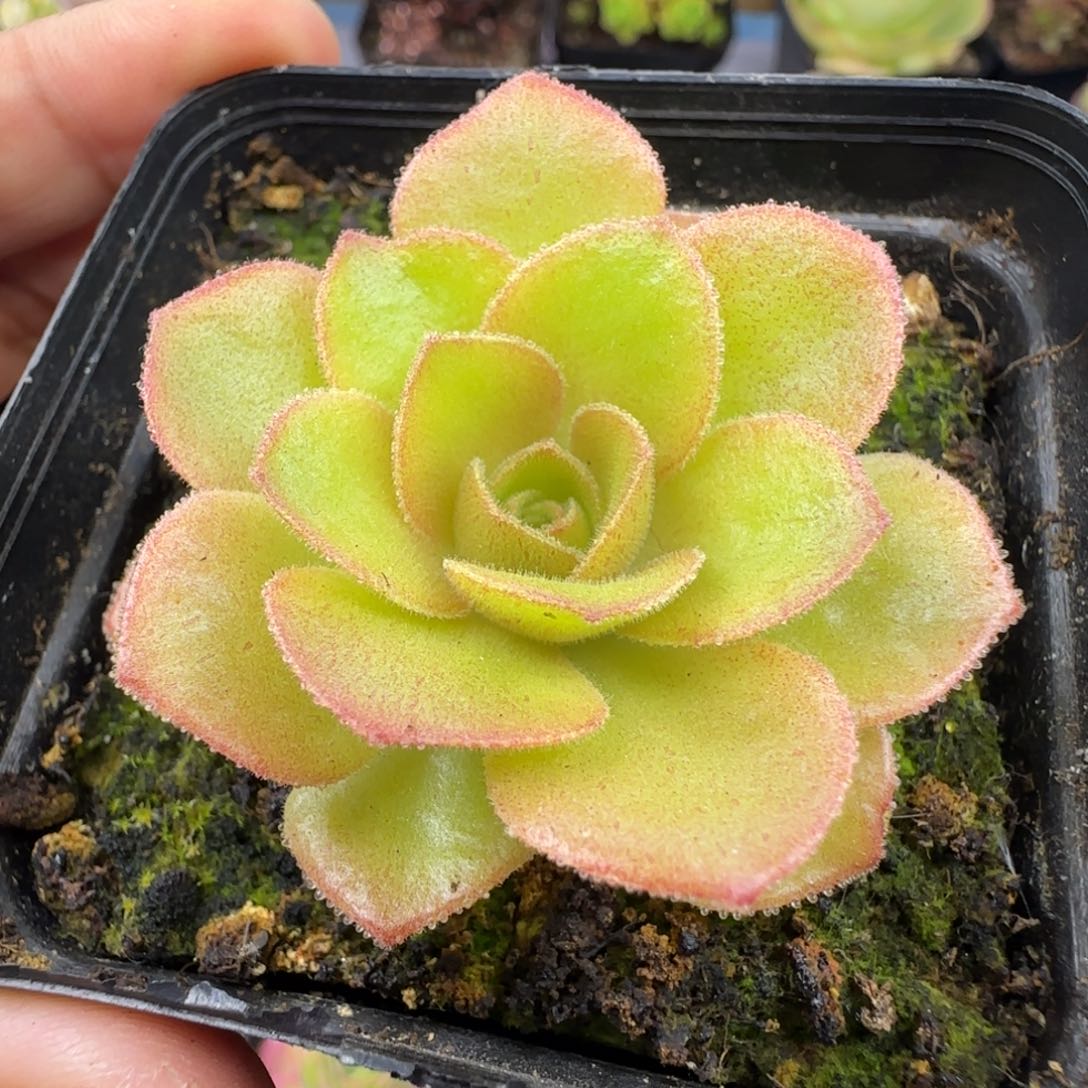 L87半城玫瑰盃连帕