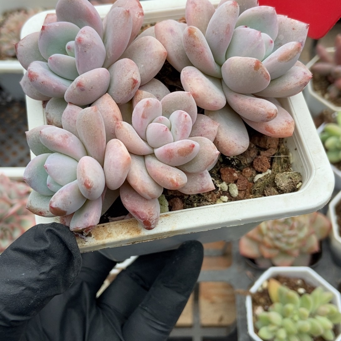 805星星雪多肉植物