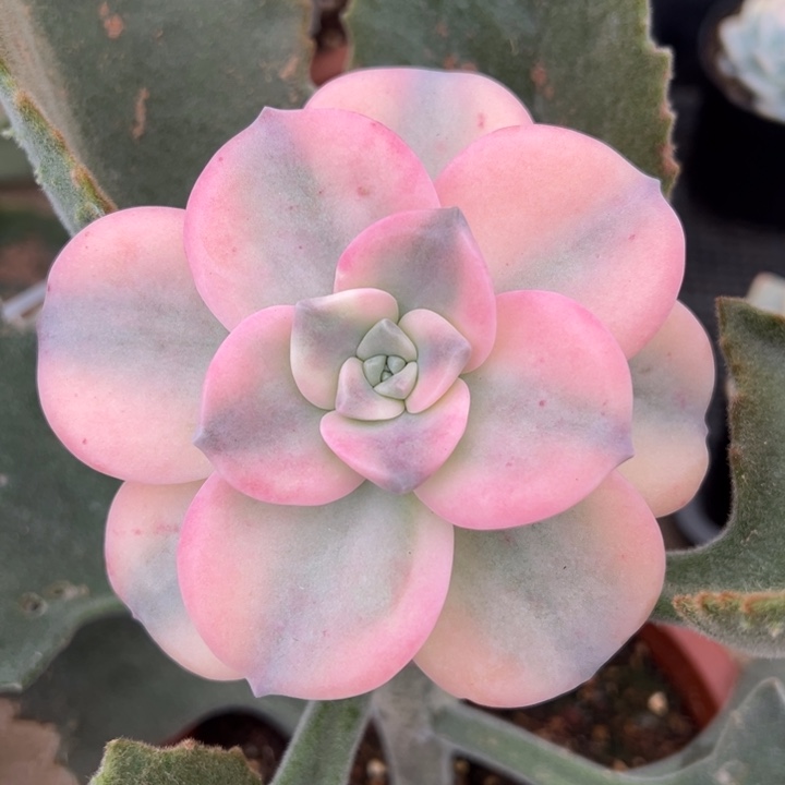 粉紫乐锦不带架木一物一拍