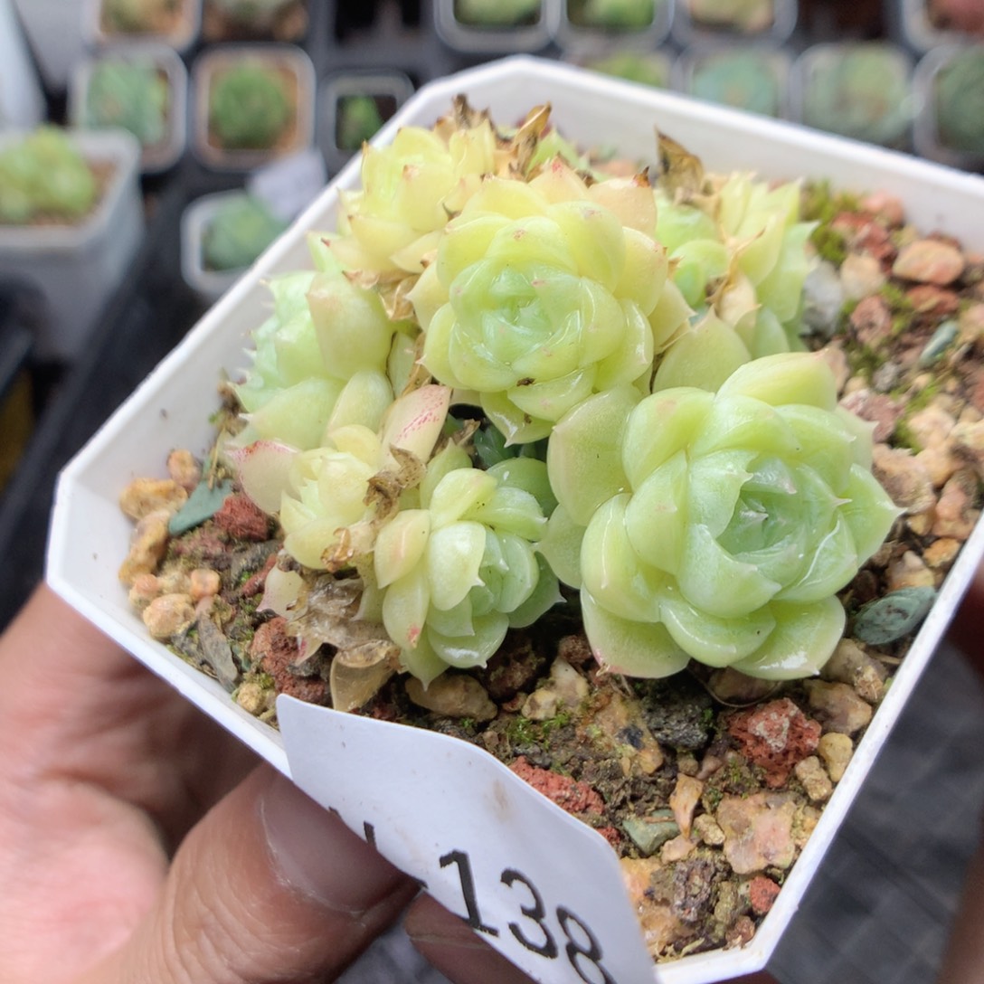 无花朵W138英语英语要天天天天天