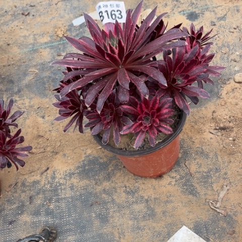 163孔雀锦不包断枝