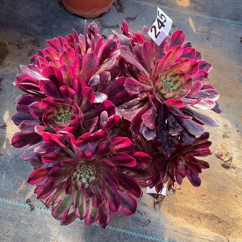 红桐白多肉植物法师不包损