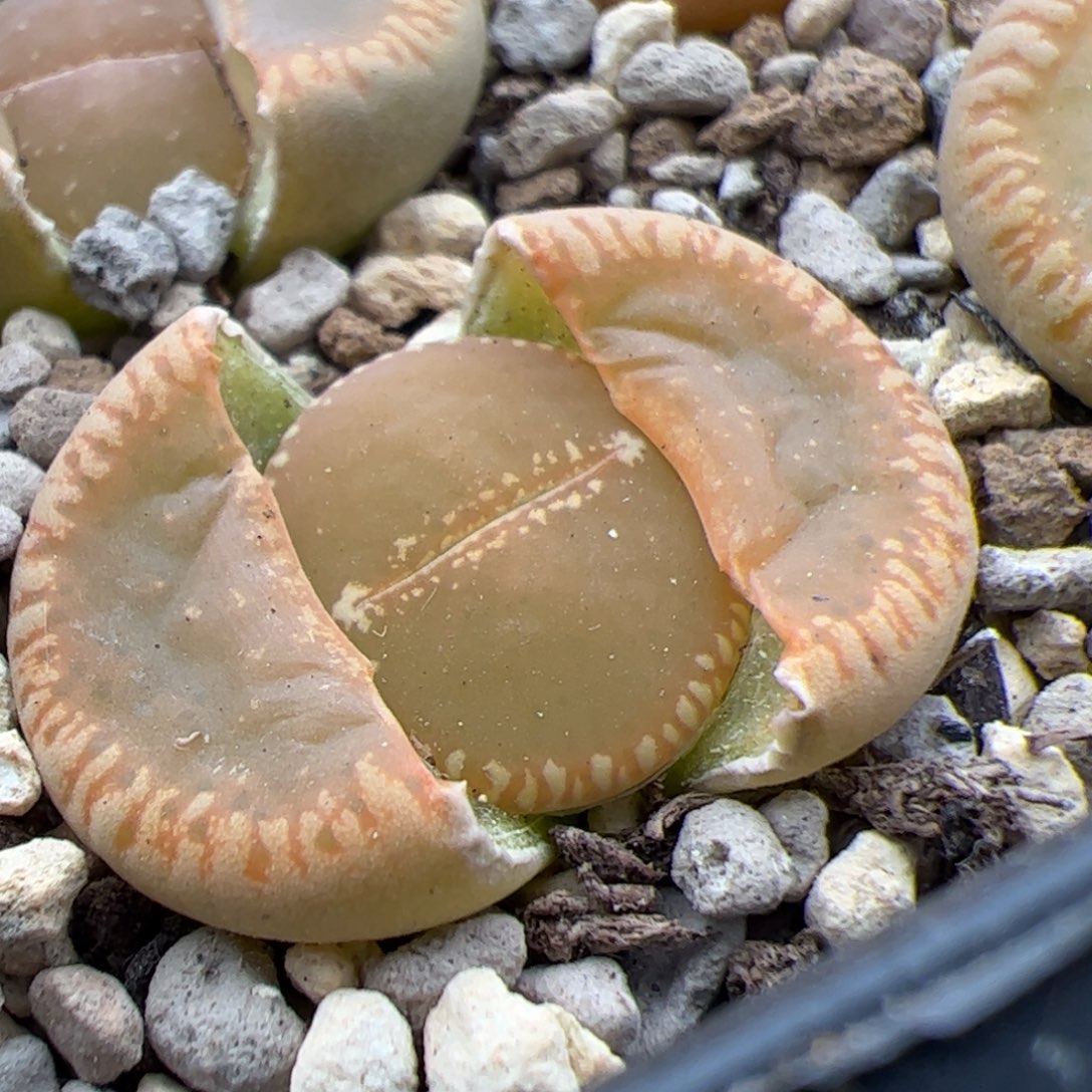 0511号彩虹日落 多肉植物