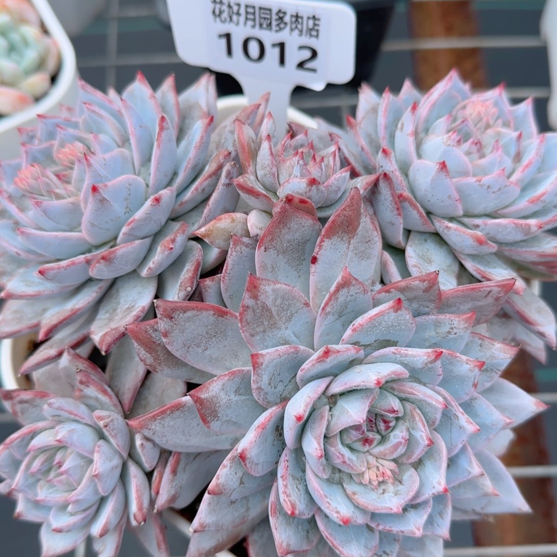 郭*姐多肉植物1012……….