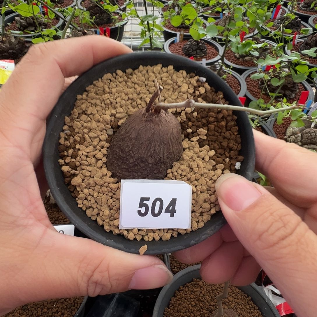 多肉植物专拍 一物一拍 南非龟甲龙504