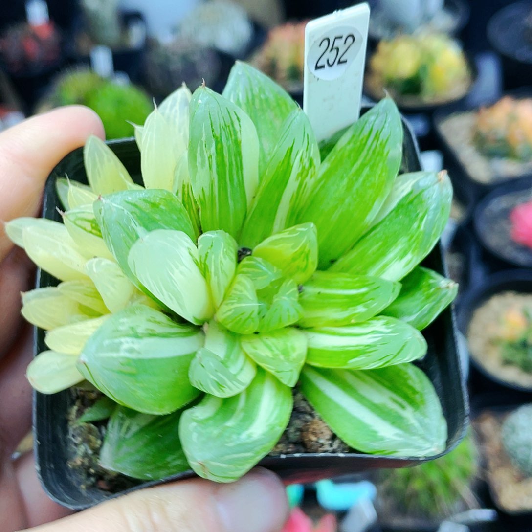 非偏远地区满25发货仙人球