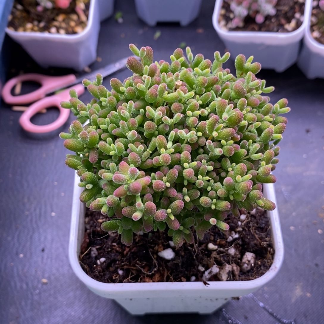 瀏*豆B28蜜橘糖球.      