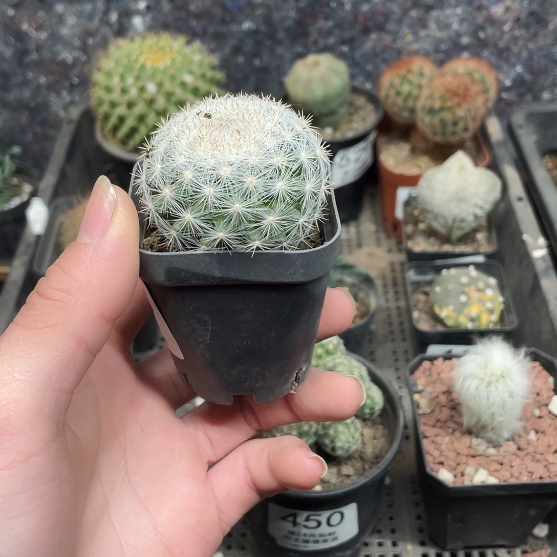 943满月（满18包邮）