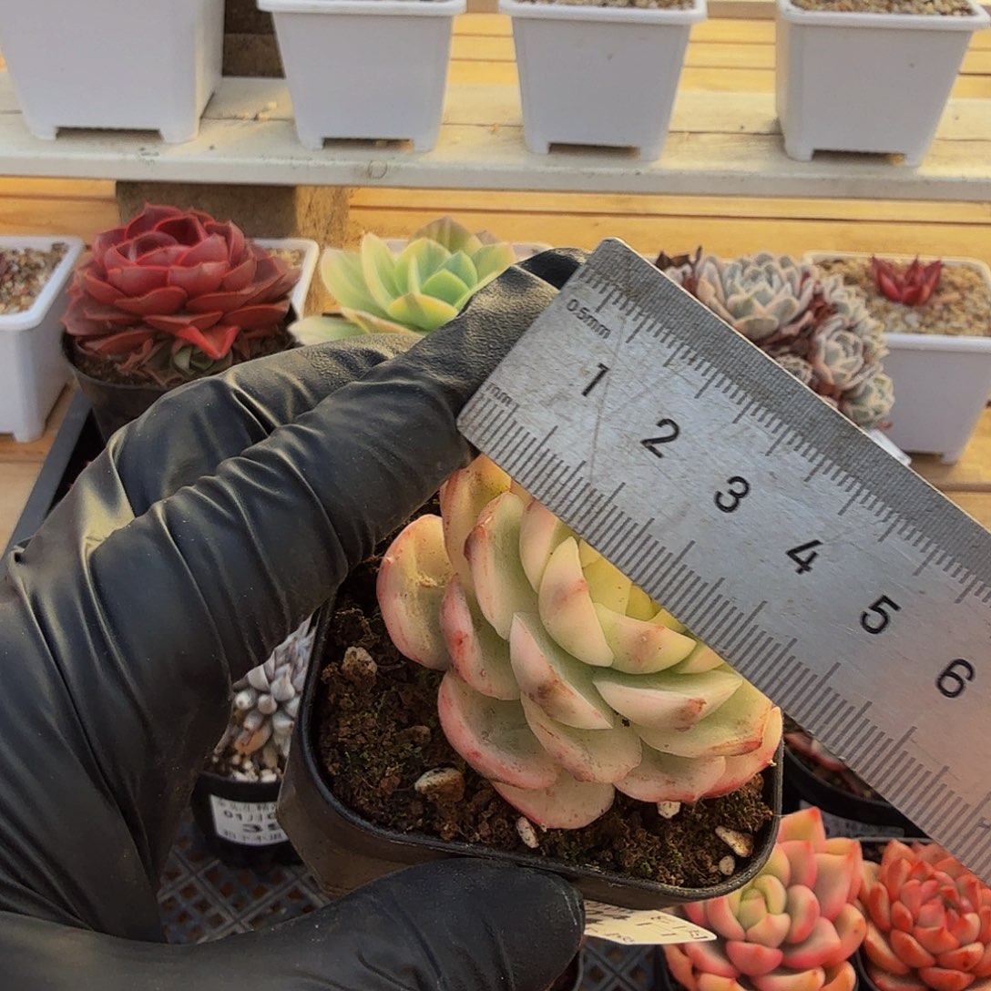 0104-44粉水晶单头