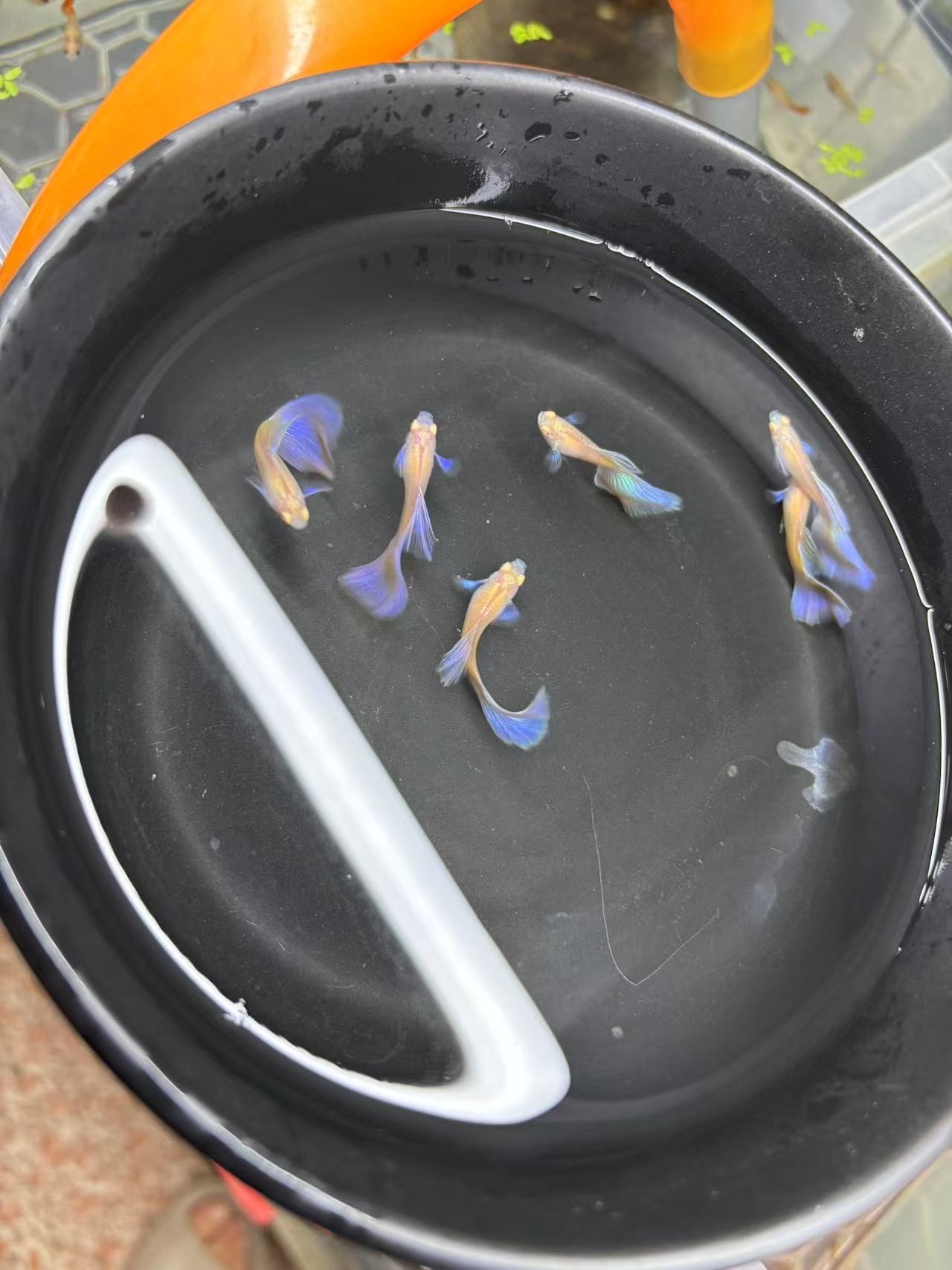 墨子白紫紫耳孔雀鱼新品种孔雀鱼 