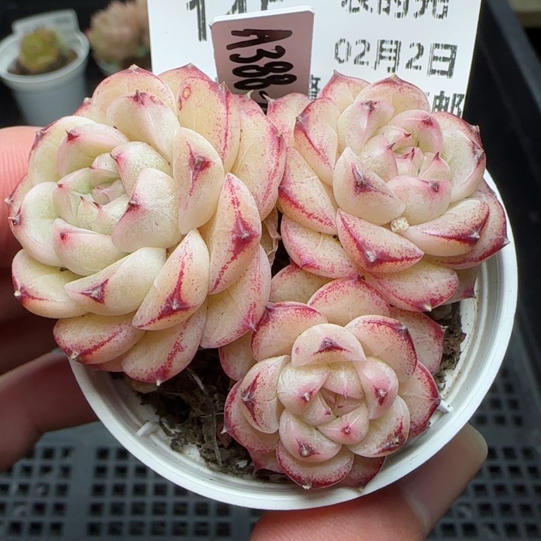 0202-145（A388-24）