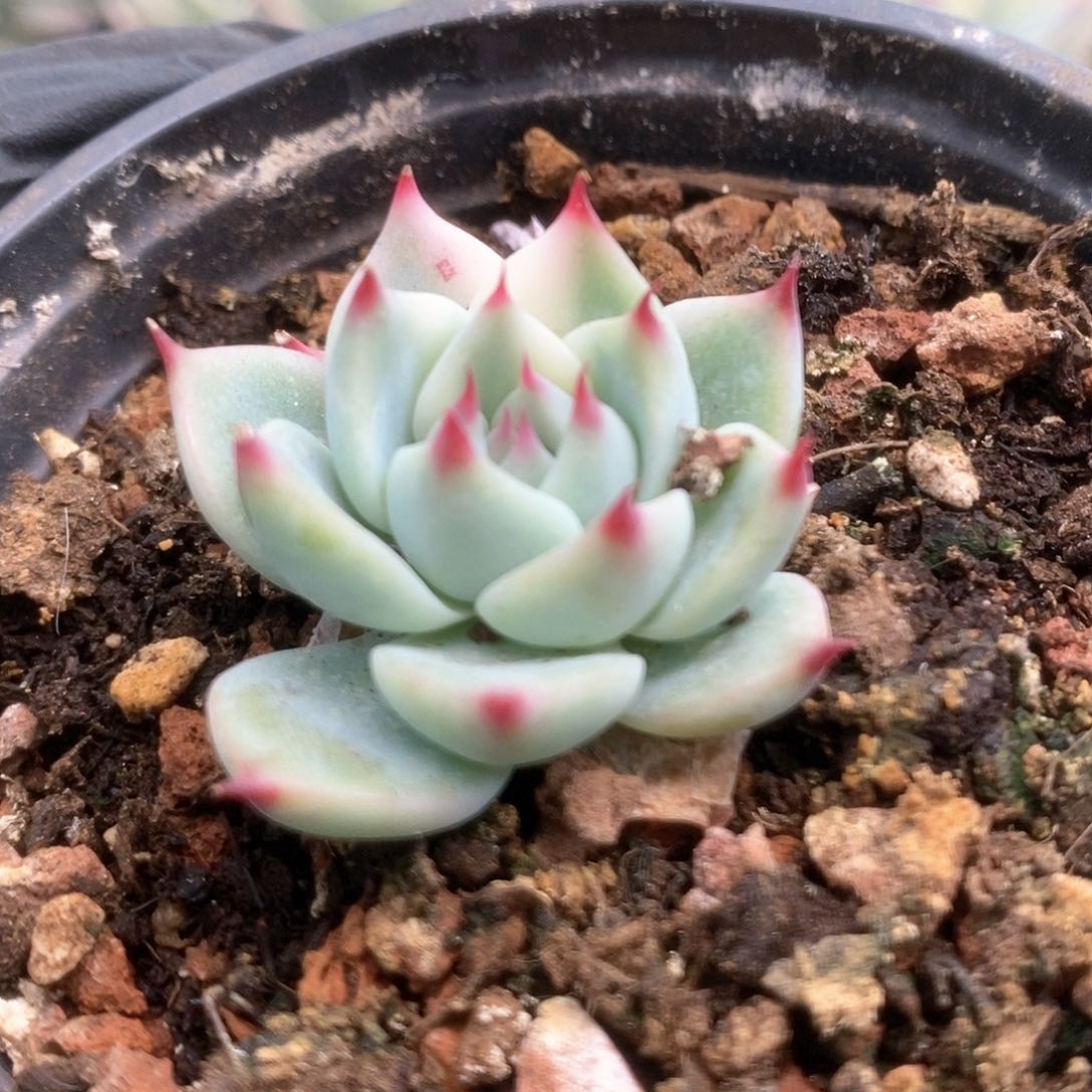 073锦锦锦锦锦锦锦