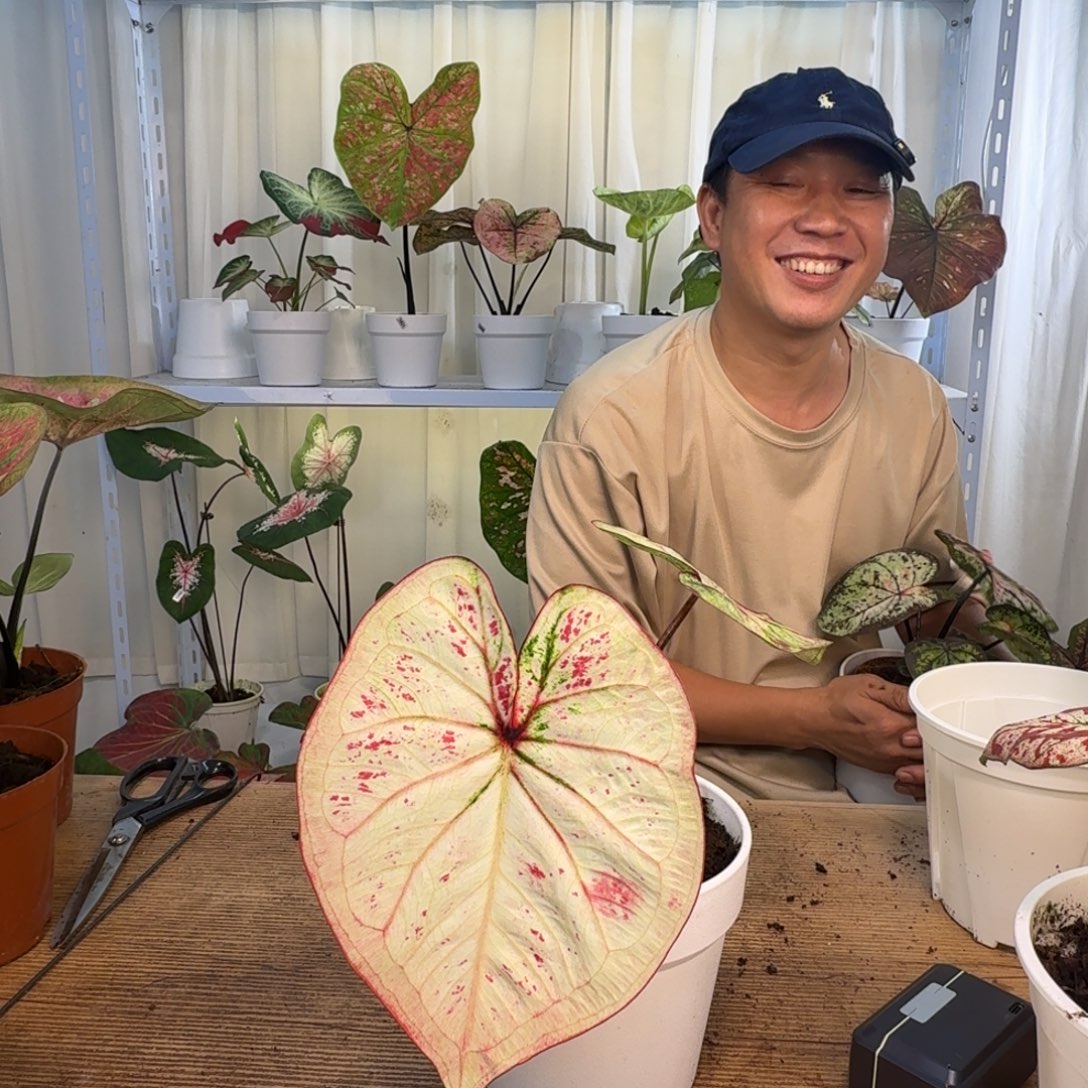 无花朵泰彩   1111