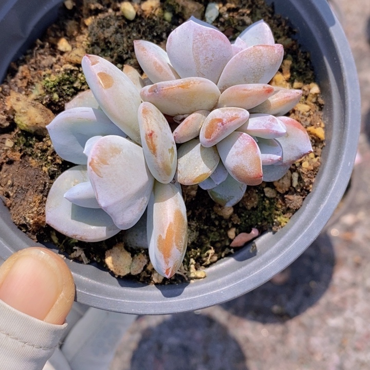 064号韩版奶茶4头一颗