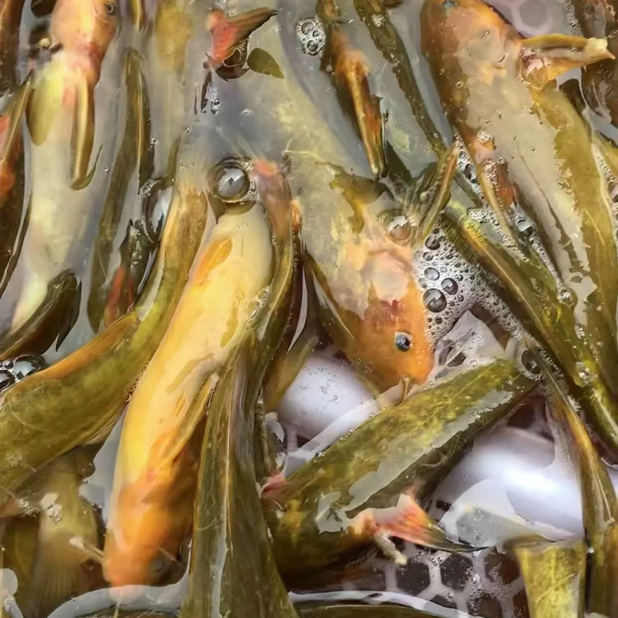 (画峰专属)江水野生牛尾巴鱼冷水淡水鱼顺丰包邮