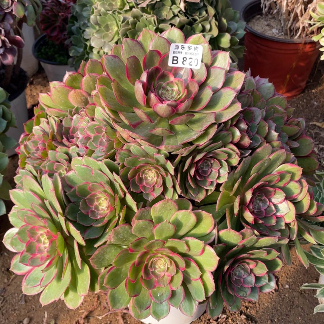 820粉花妖多肉法师断枝不包