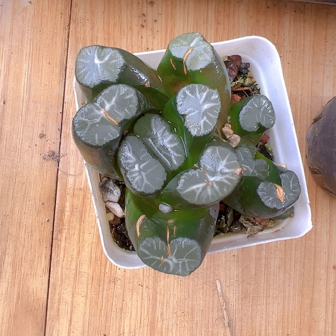 丽人万象多肉多肉一颗