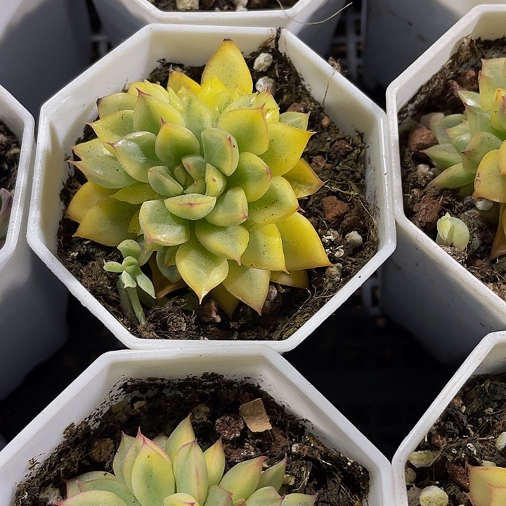 八角盆女雏锦带盆土发