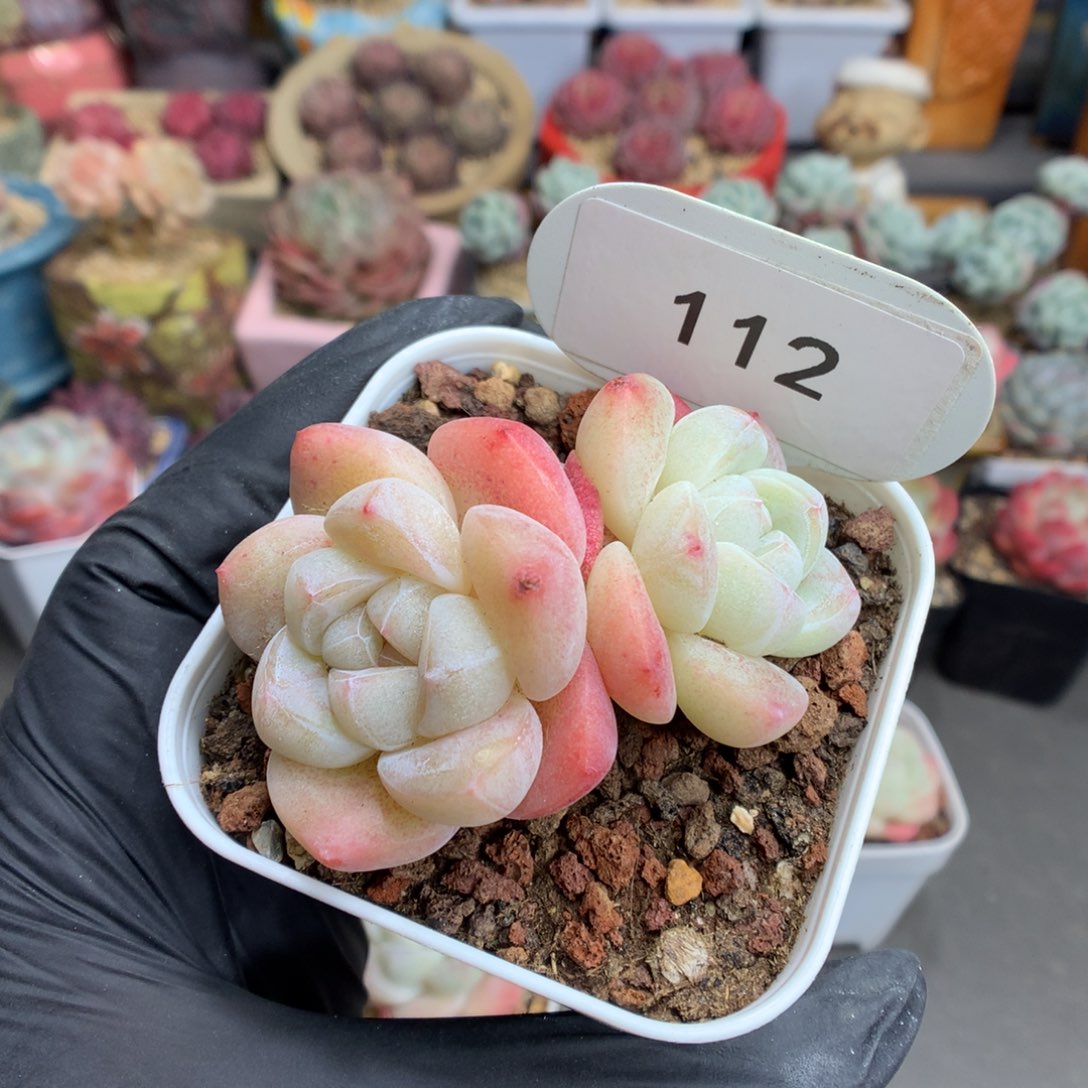 112 粉透冰玉多肉