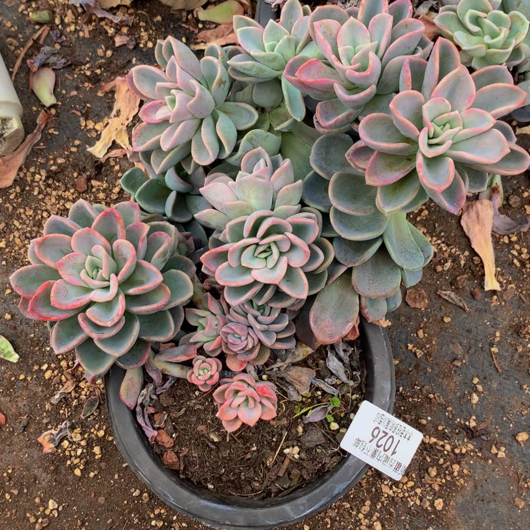 刘*忆1026美尻多肉