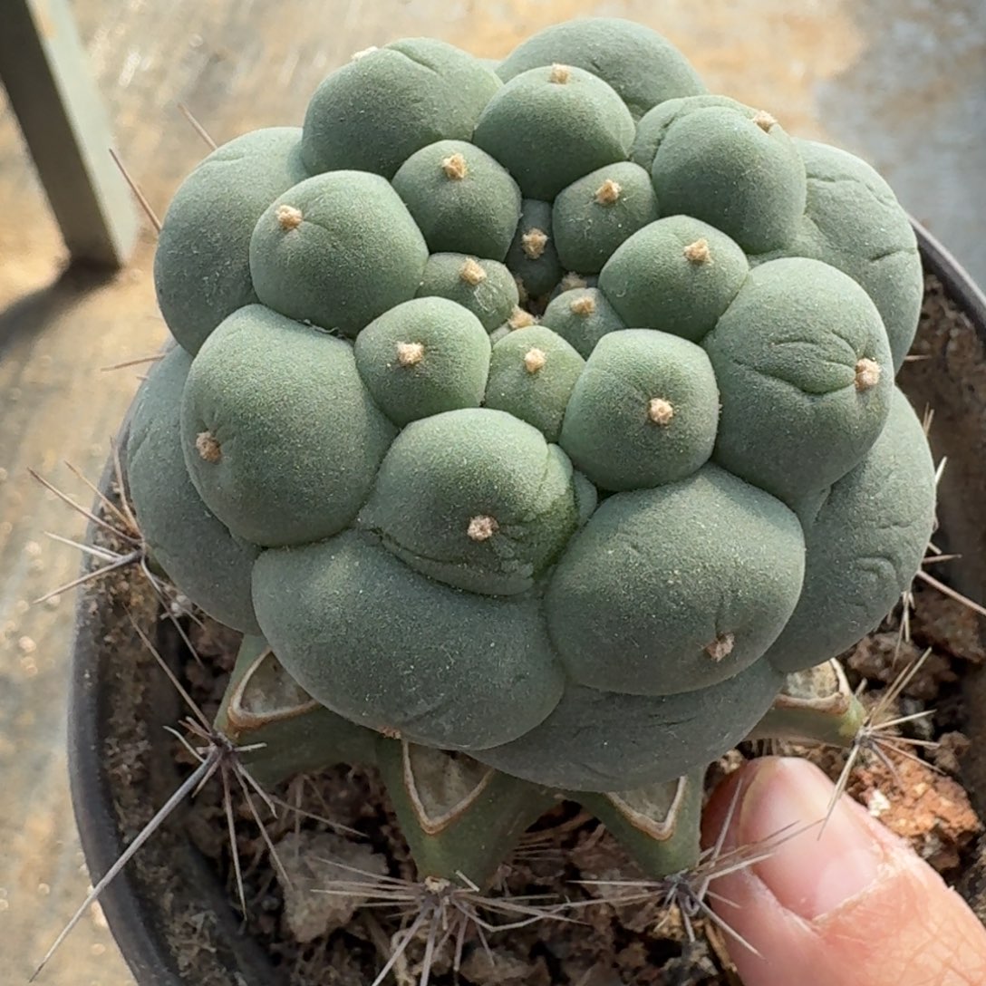 【闪购商品】丰***静大尤鲜238