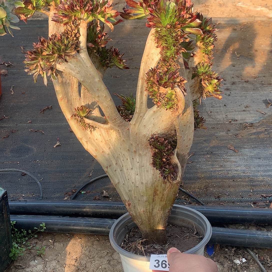 369黑法师缀化的一